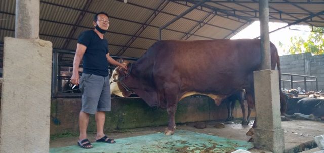 Pedagang Hewan Qurban Menjelang Idul Adha