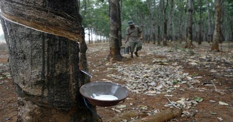 Harga Karet Petani Anjlok Hingga Rp 4.500 Perkilogram