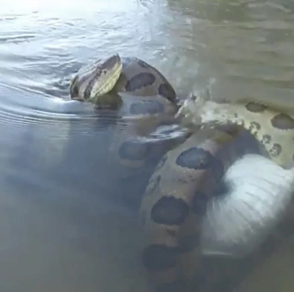 Terlihat !! Anaconda Sedang Membelit Buaya