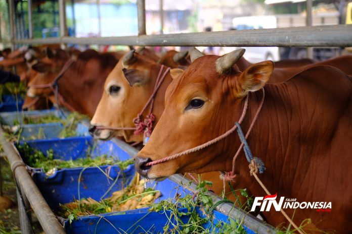 Jelang Idul Adha, Harga Sapi Hidup Diperkirakan Naik Rp7.000 Ribu per Kg