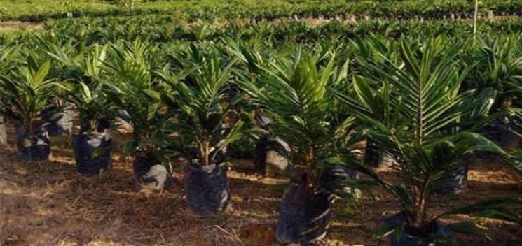 Disbun Siapkan Bibit Sawit Berkualitas untuk Para Petani di Jambi, Nih Syaratnya