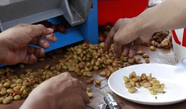 Cascara : Kulit Kopi Kini Menjadi Trend Baru Minum Kopi