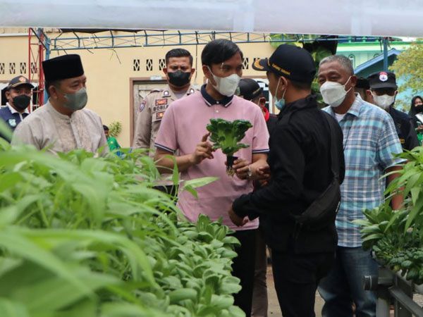 Ketua DPRD Provinsi Jambi Ikut Panen Perdana Sayuran Hidroponik Di Cakra Muda Green Farming