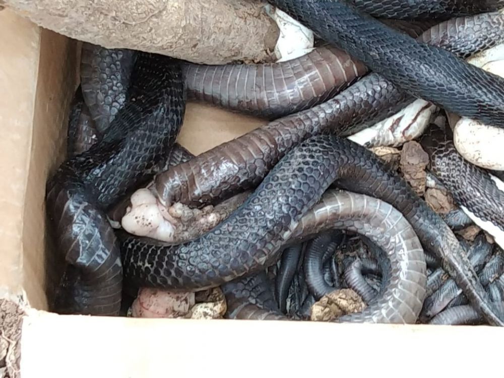 Ratusan Ular Kobra Teror Warga Bintaran Banyuasin, Satu Orang Dikabarkan Tewas