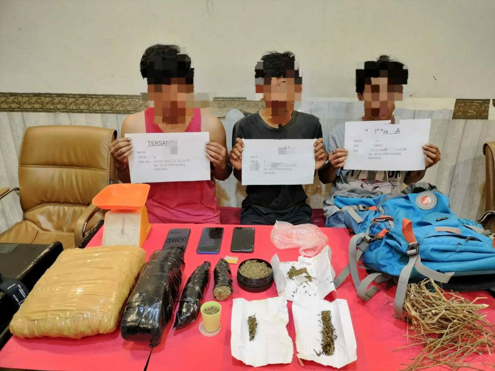 Polresta Jambi Tangkap 3 Pengedar Ganja Dengan BB Ganja Kering Seberat 1,9 kg