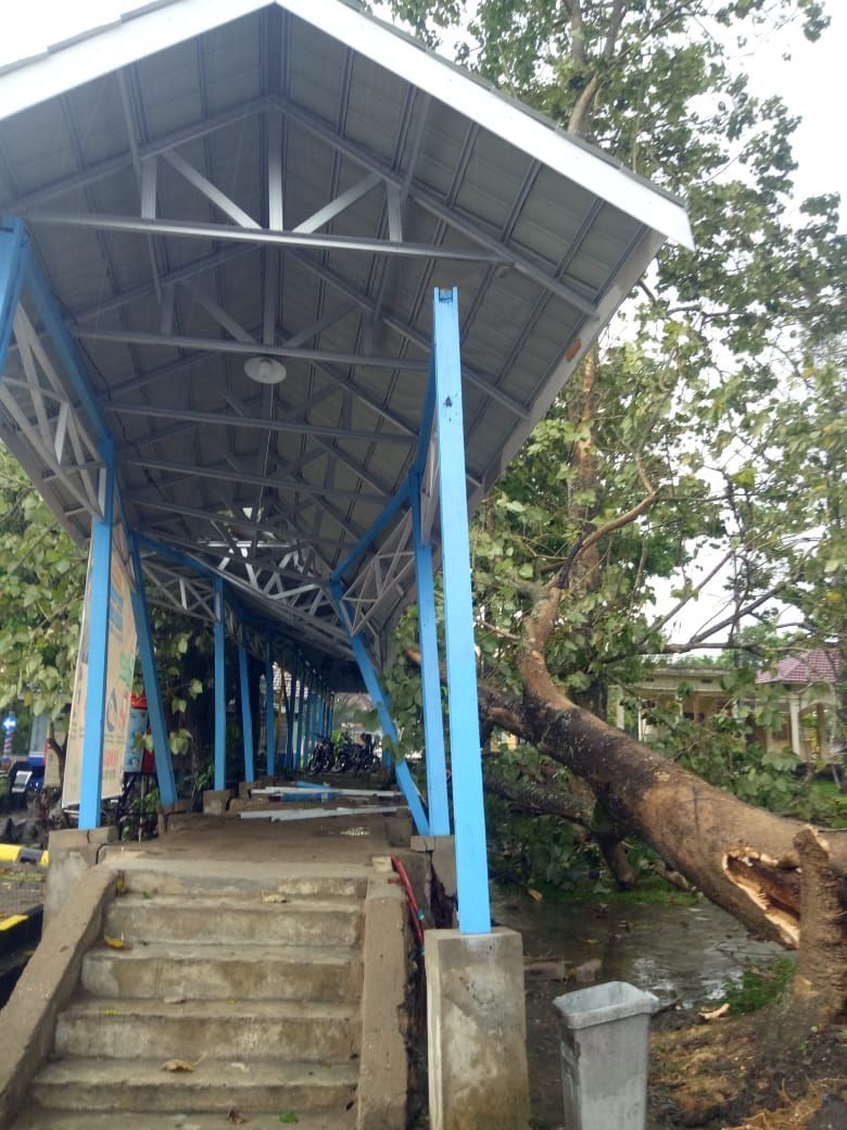 Dilanda Hujan dan Angin Kencang Sebabkan Pohon Tumbang di Terminal Alam Barajo