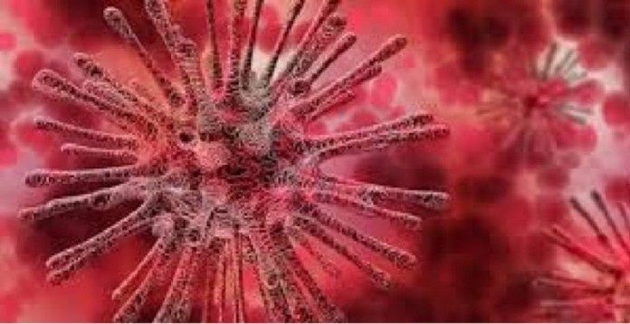 Ditemukan Strain Baru Virus Corona di Indonesia